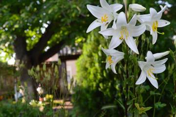 Фото номера Двухместный номер с 1 кроватью Гостевой дом The Old House Guest House г. Obedinenie 29